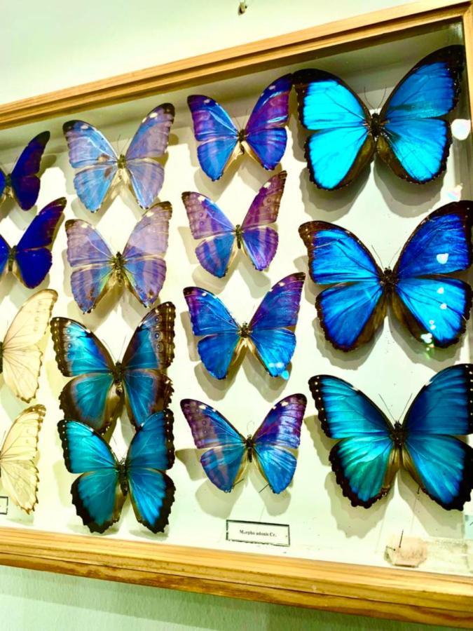 Villa Butterfly Будапешт Экстерьер фото